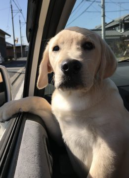 スタッフ あかさか犬と猫の病院 田原本町 橿原市の動物病院 トリミング ペットホテル 夜間救急